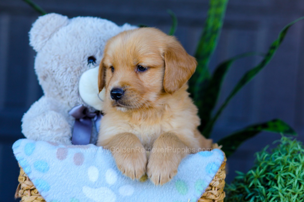 Archer Image of Archer, a Golden Retriever puppy