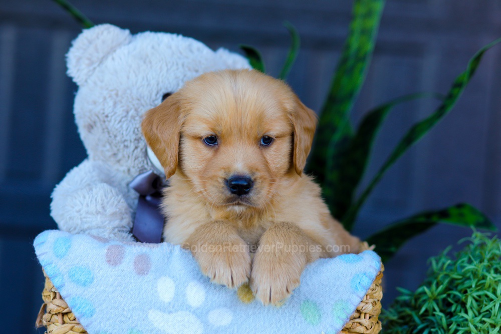 Archer Image of Archer, a Golden Retriever puppy