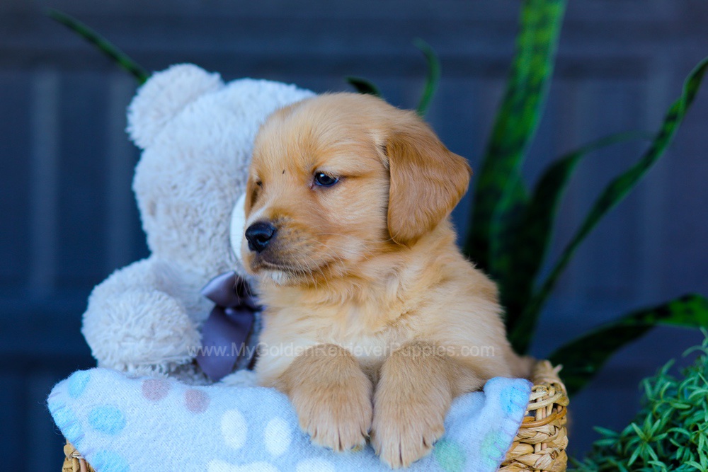 Archer Image of Archer, a Golden Retriever puppy