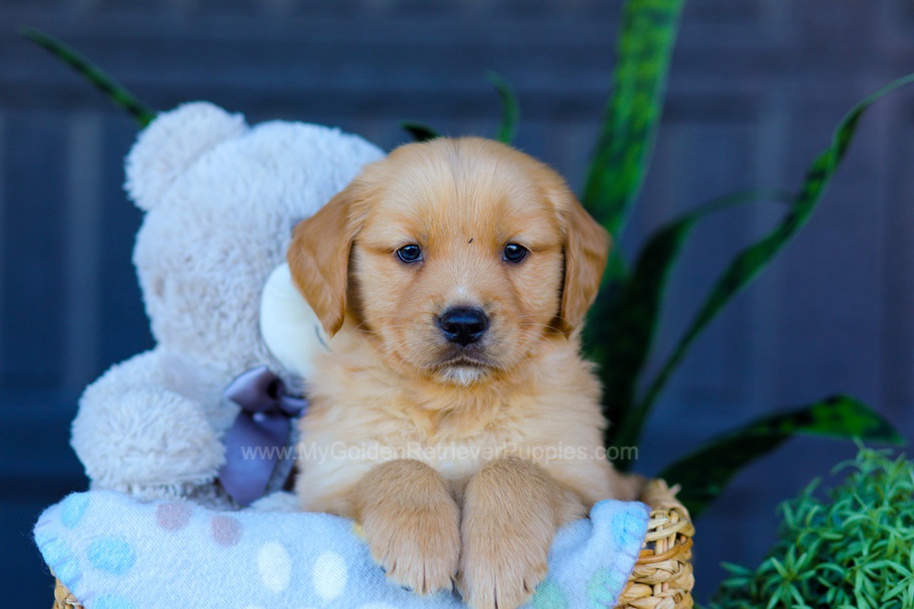 Archer Image of Archer, a Golden Retriever puppy