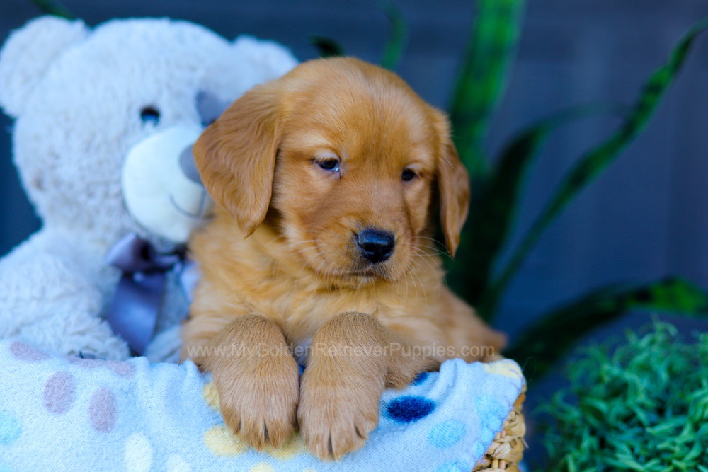 Autumn Image of Autumn, a Golden Retriever puppy