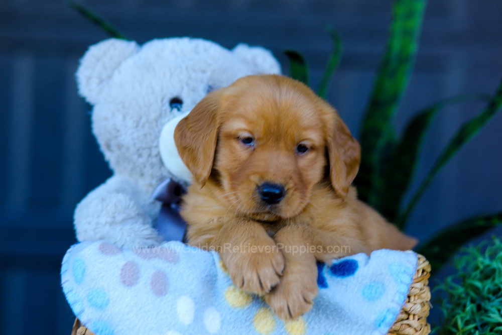 Autumn Image of Autumn, a Golden Retriever puppy
