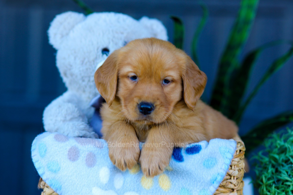 Autumn Image of Autumn, a Golden Retriever puppy