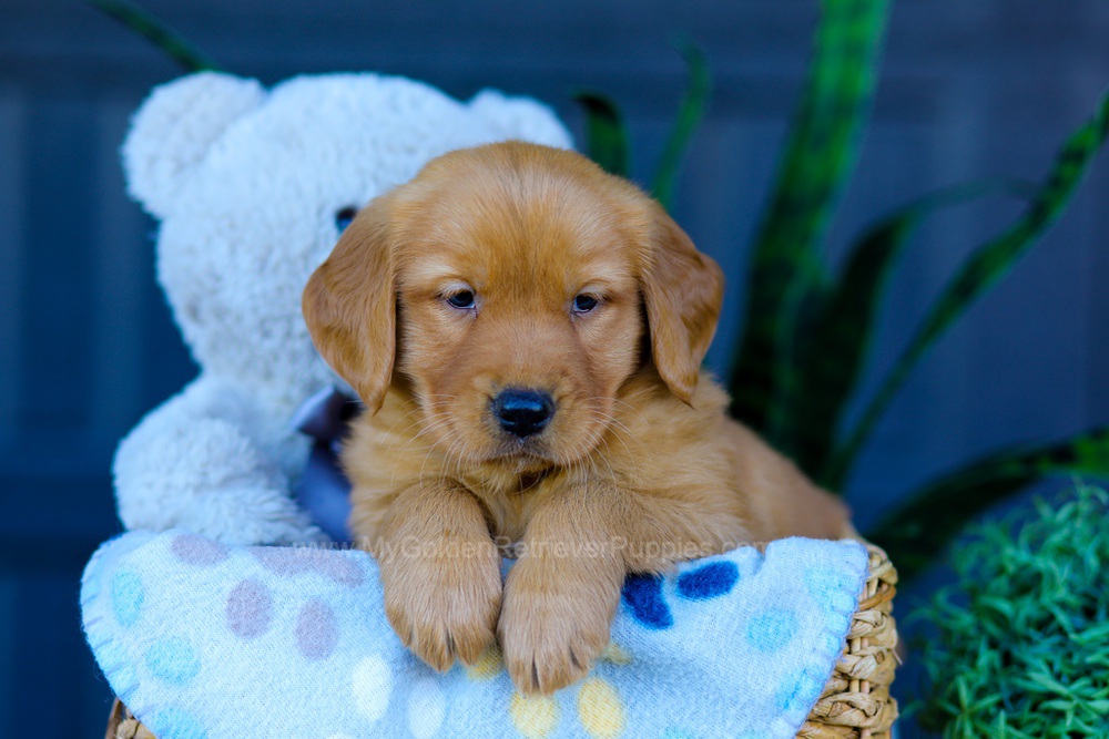 Autumn Image of Autumn, a Golden Retriever puppy