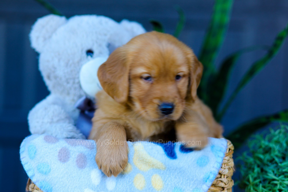 Autumn Image of Autumn, a Golden Retriever puppy