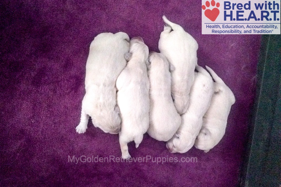 Murphy ๐ค Becca ๐ Nov 29 Image of Murphy ๐ค Becca ๐ Nov 29, a Golden Retriever puppy