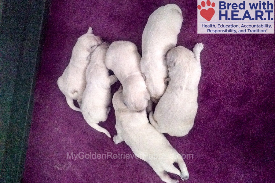 Murphy ๐ค Becca ๐ Nov 29 Image of Murphy ๐ค Becca ๐ Nov 29, a Golden Retriever puppy