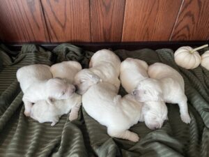Image of Callie's Christmas 🎄 Dec. 2, a Golden Retriever puppy