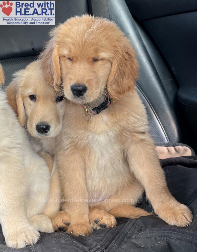 Gabi (in training) Image of Gabi (in training), a Golden Retriever puppy
