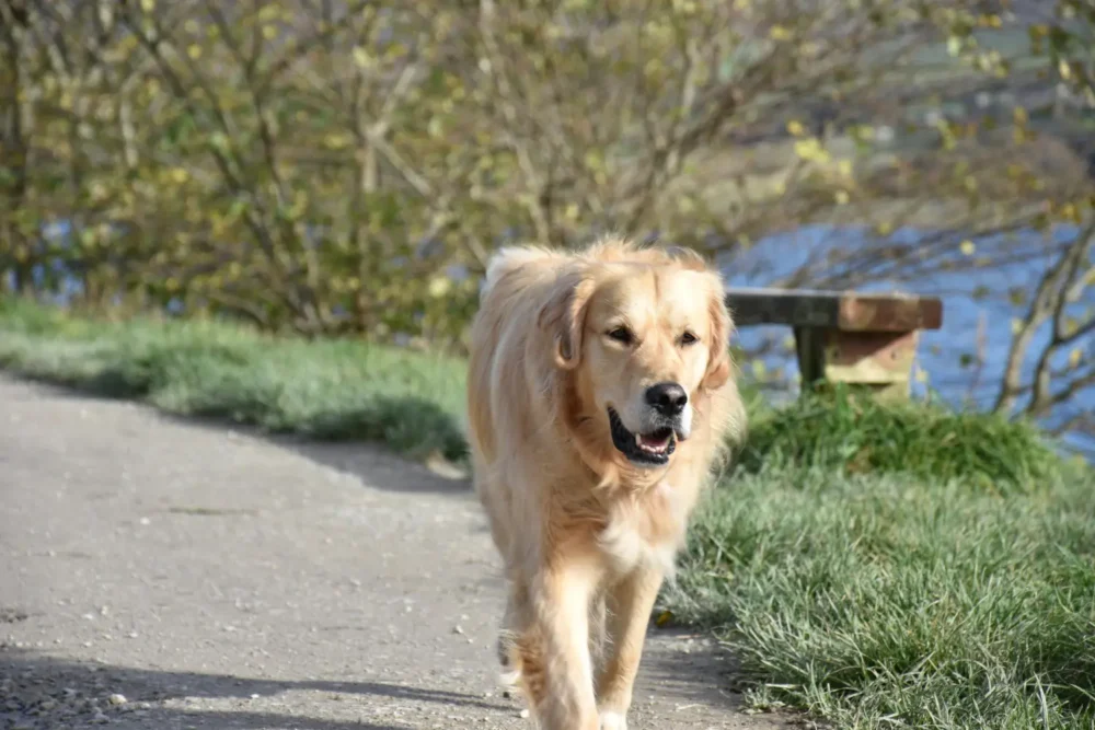 golden retriver walk