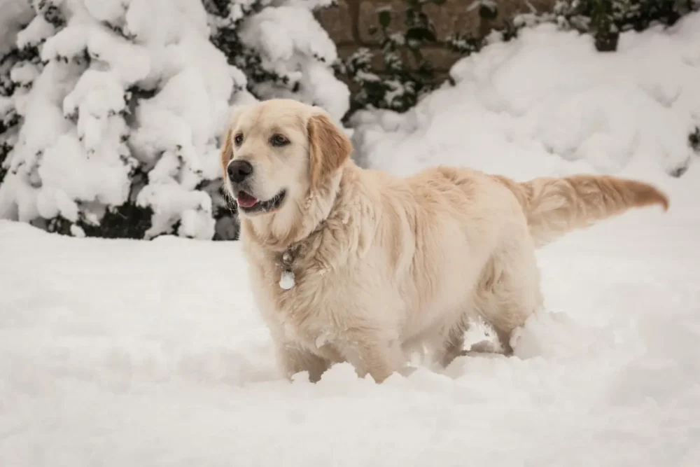 snow golden retriever