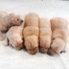 Image of Light Golden 🎄 Dec. 9, a Golden Retriever puppy