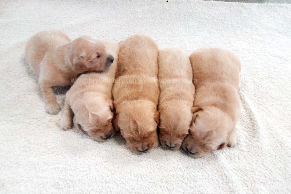 Light Golden π Dec. 9 Image of Light Golden π Dec. 9, a Golden Retriever puppy