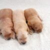 Image of Light Golden 🎄 Dec. 9, a Golden Retriever puppy