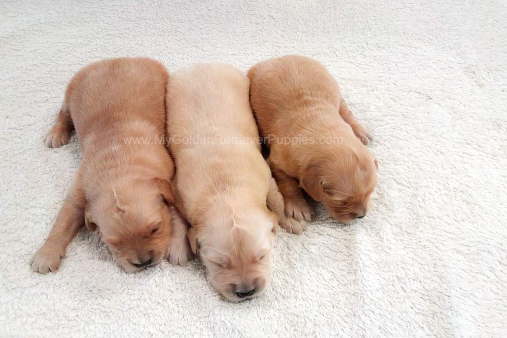 Light Golden π Dec. 9 Image of Light Golden π Dec. 9, a Golden Retriever puppy