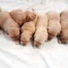 Image of Light Golden 🎄 Dec. 9, a Golden Retriever puppy