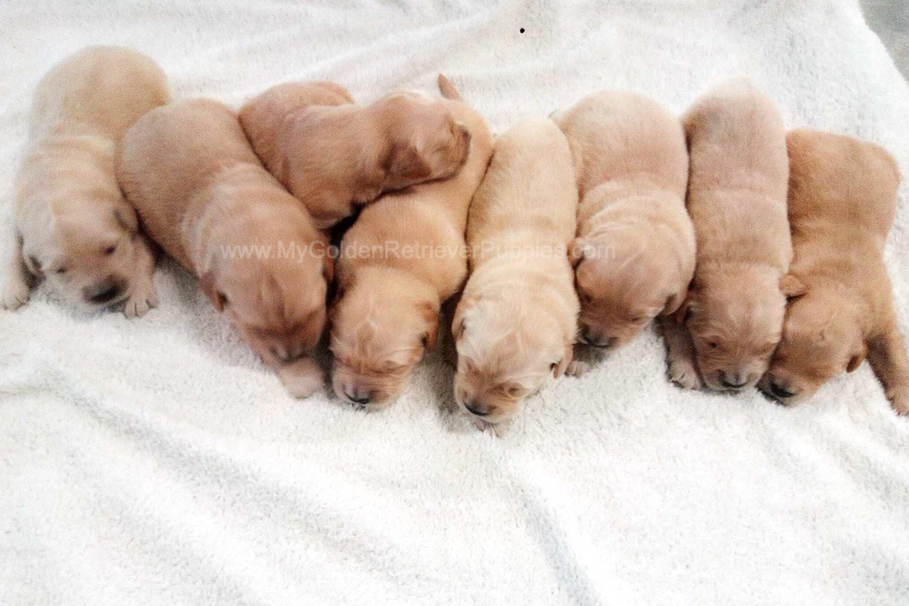 Light Golden π Dec. 9 Image of Light Golden π Dec. 9, a Golden Retriever puppy