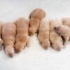 Image of Light Golden 🎄 Dec. 9, a Golden Retriever puppy