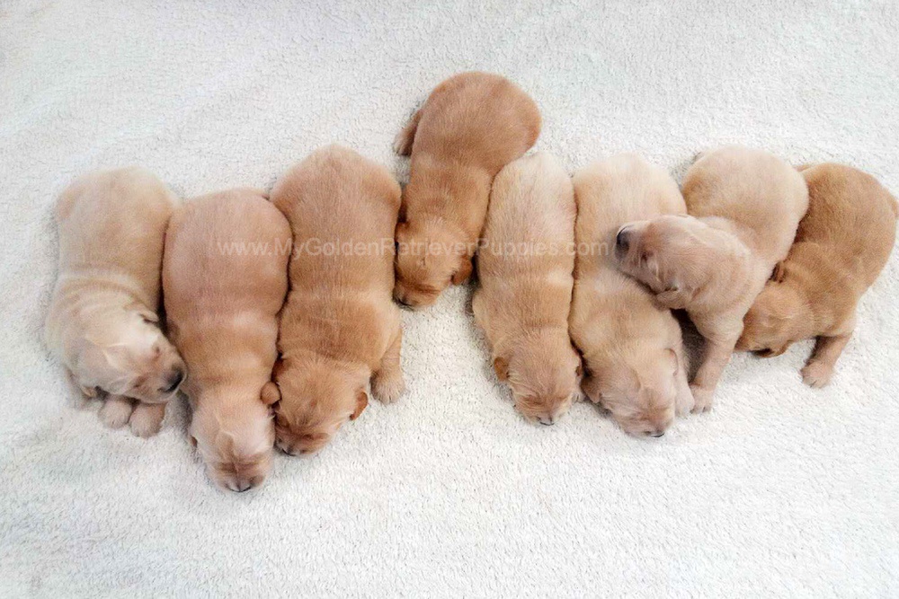 Light Golden π Dec. 9 Image of Light Golden π Dec. 9, a Golden Retriever puppy