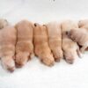 Image of Light Golden 🎄 Dec. 9, a Golden Retriever puppy