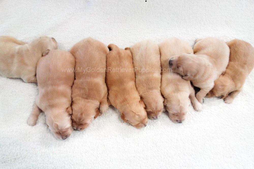 Light Golden π Dec. 9 Image of Light Golden π Dec. 9, a Golden Retriever puppy
