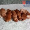 Image of Red Christmas 🤎 Dec 12, a Golden Retriever puppy