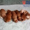 Image of Red Christmas 🤎 Dec 12, a Golden Retriever puppy