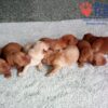 Image of Red Christmas 🤎 Dec 12, a Golden Retriever puppy