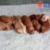 Image of Red Christmas 🤎 Dec 12, a Golden Retriever puppy