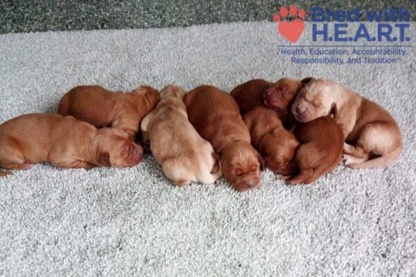 Image of Red Christmas 🤎 Dec 12, a Golden Retriever puppy