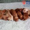 Image of Red Christmas 🤎 Dec 12, a Golden Retriever puppy