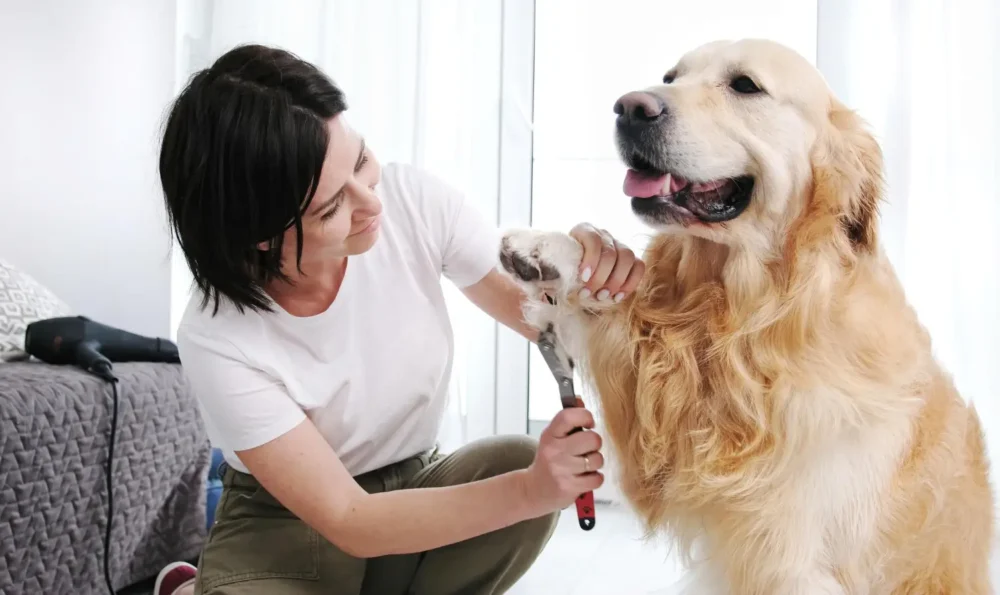 View of Grooming Session for Golden Retrievers: A Complete Guide | TikTok