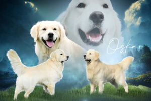 Image of Cream Golden 🤍 Nov. 4, a Golden Retriever puppy