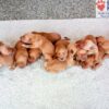 Image of Dark Red Golden 🎄 Dec 2, a Golden Retriever puppy
