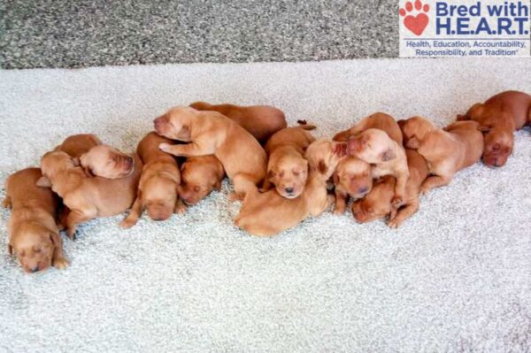 Image of Dark Red Golden 🎄 Dec 2, a Golden Retriever puppy