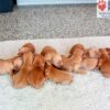 Image of Dark Red Golden 🎄 Dec 2, a Golden Retriever puppy