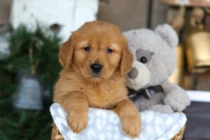 Image of Baxter, a Golden Retriever puppy