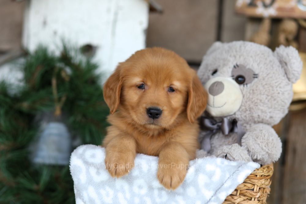 Bella Image of Bella, a Golden Retriever puppy
