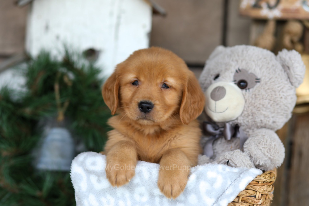 Bella Image of Bella, a Golden Retriever puppy