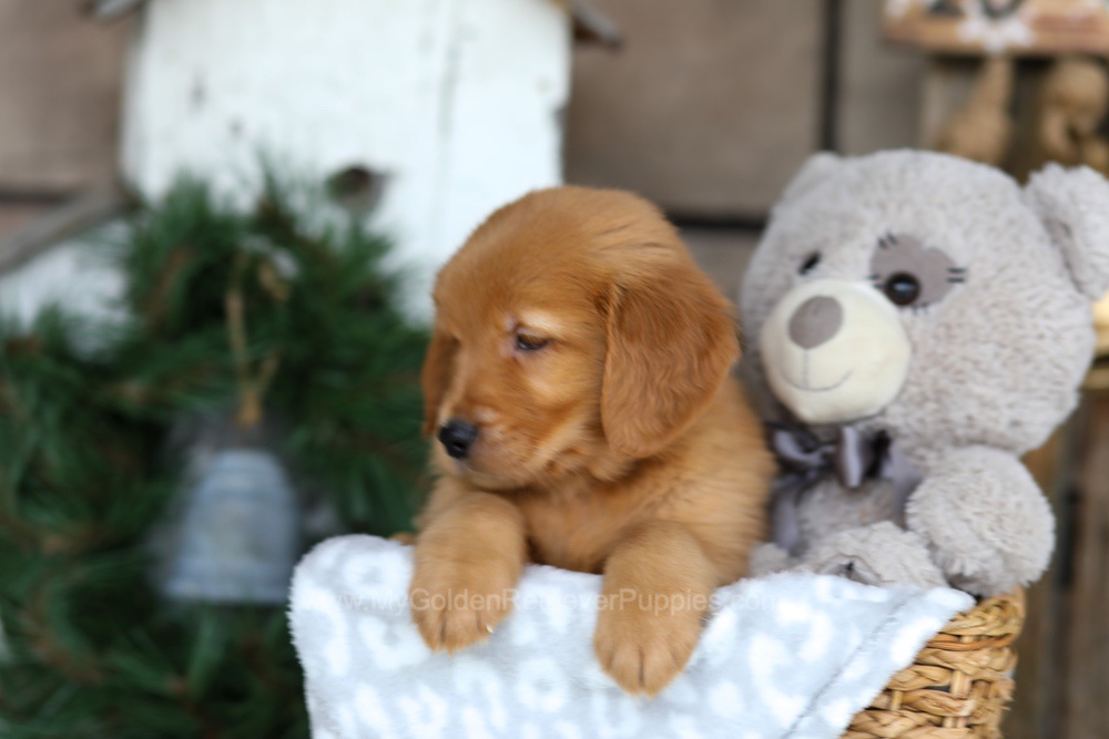 Bella Image of Bella, a Golden Retriever puppy