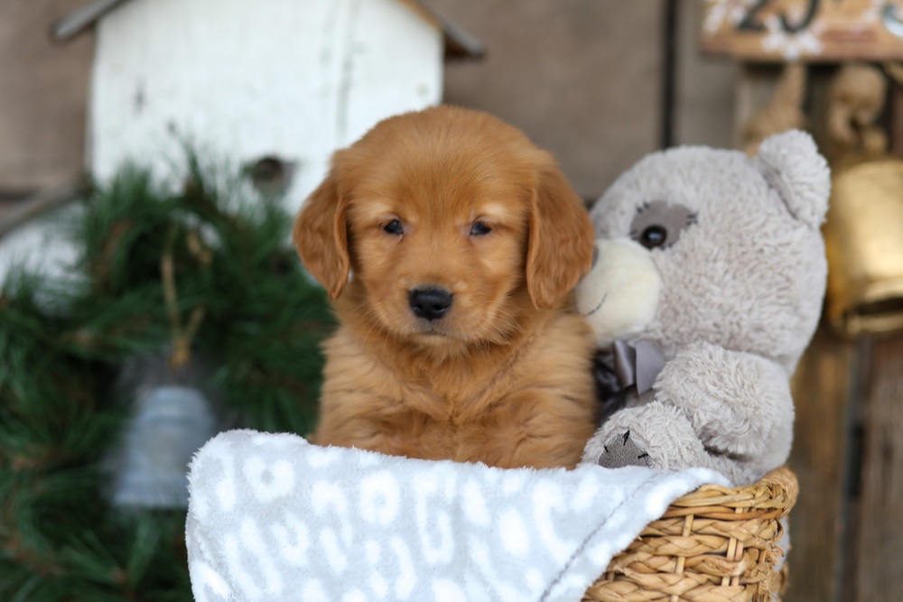 Bella Image of Bella, a Golden Retriever puppy