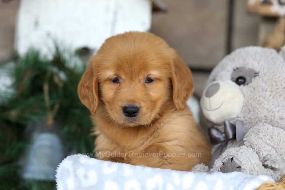 Bella Image of Bella, a Golden Retriever puppy