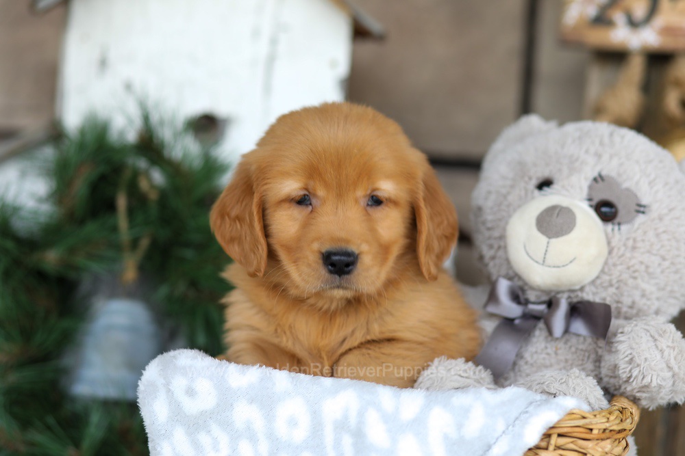 Bella Image of Bella, a Golden Retriever puppy