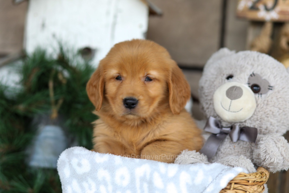 Bella Image of Bella, a Golden Retriever puppy