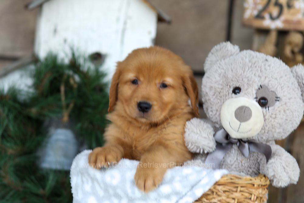 Bella Image of Bella, a Golden Retriever puppy