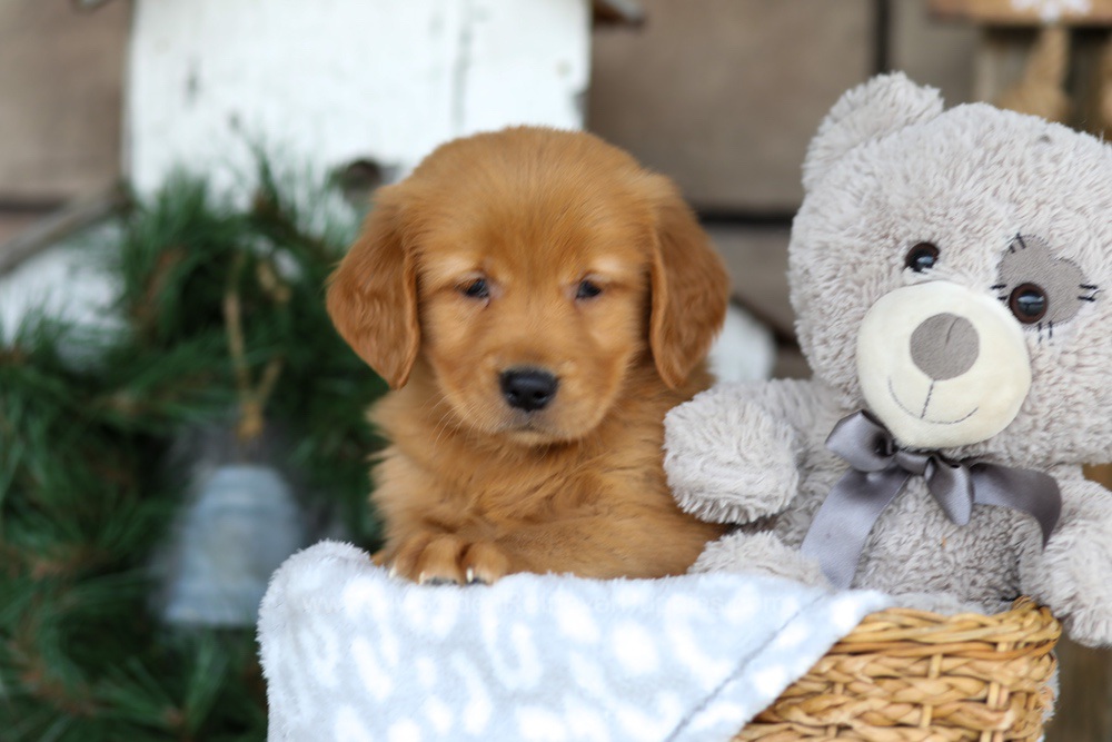 Bella Image of Bella, a Golden Retriever puppy
