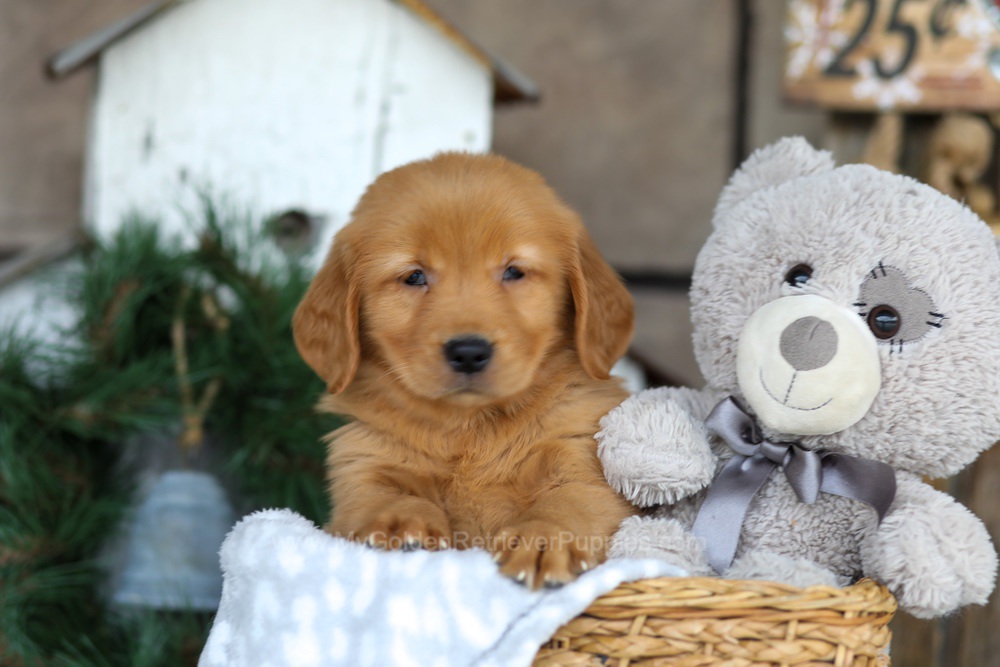 Bella Image of Bella, a Golden Retriever puppy