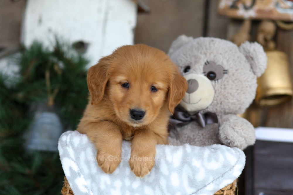 Blaze Image of Blaze, a Golden Retriever puppy