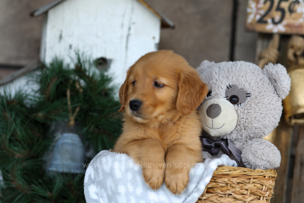 Blaze Image of Blaze, a Golden Retriever puppy
