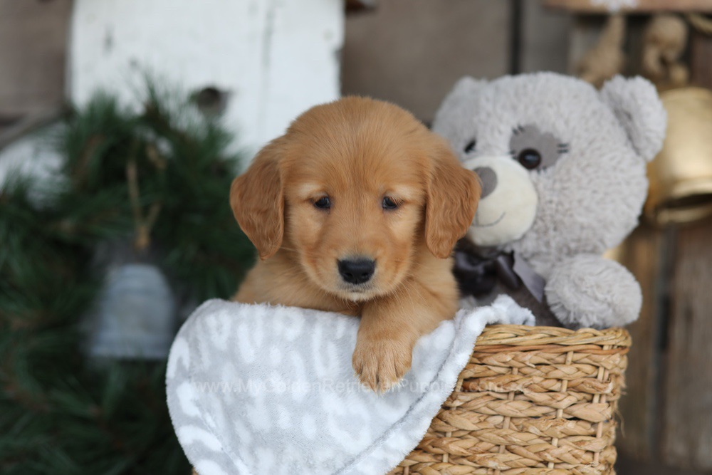 Blaze Image of Blaze, a Golden Retriever puppy